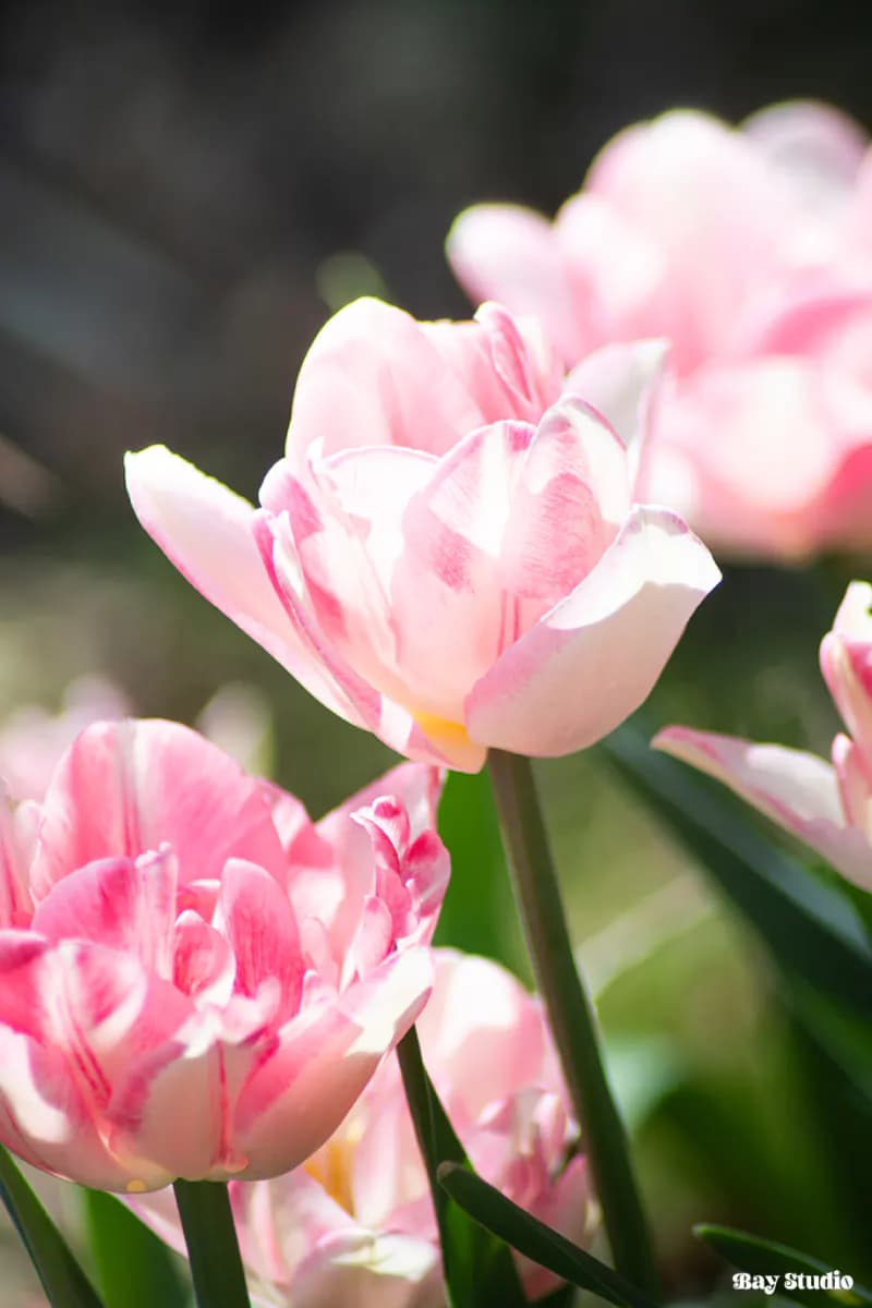 Fleurs 02 - photographie du portfolio de Laura Denglos